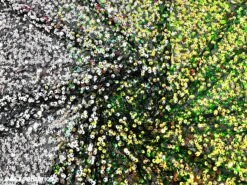 Iridescent Yellow Orange 3 Tone 4 Way Stretch Sequin Fabric On Black Mesh -Luxtex Store iridescent yellow orange 3 tone 4 way stretch sequin fabric on black mesh 533690